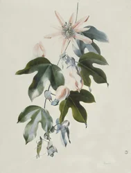 Clematis